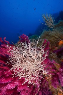 Mediterranean basket star