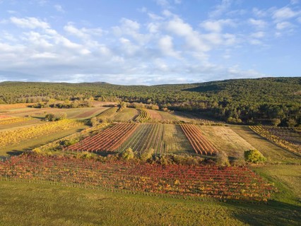 Aerial view of autumn vineyards