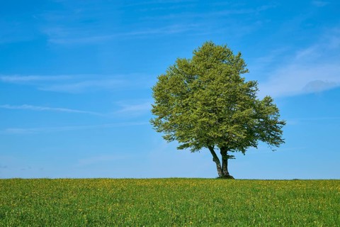 Wind beech in dandelion meadow in spring