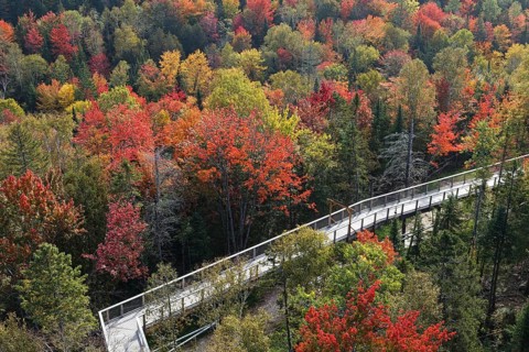 Tree top walkway in autumn