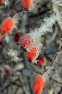 Rosehip fruit of the dog rose