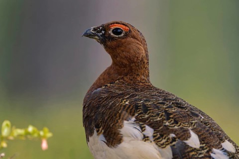 Willow ptarmigan