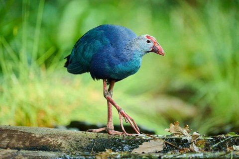 Western swamphen