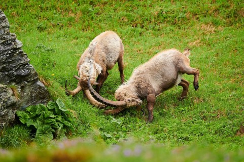 Alpine ibex