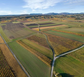 Aerial view of autumn vineyards