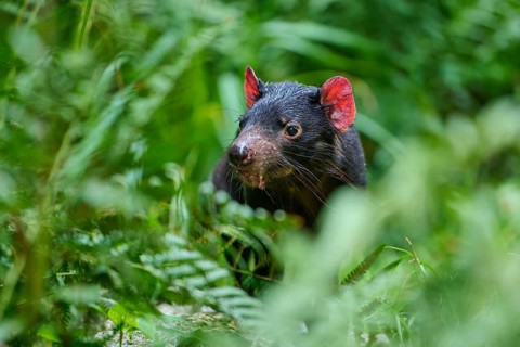 Tasmanian devil