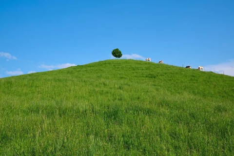 Cows grazing on a green hill under a single linden tree on a sunny day with blue sky