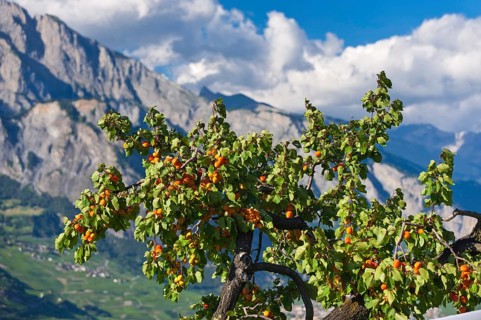 Apricot