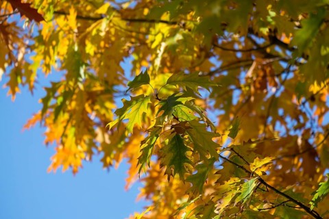 Autumnal discoloured leaves of the northern red oak