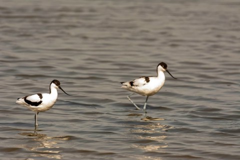 Water bird