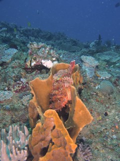 A fringed dragonhead