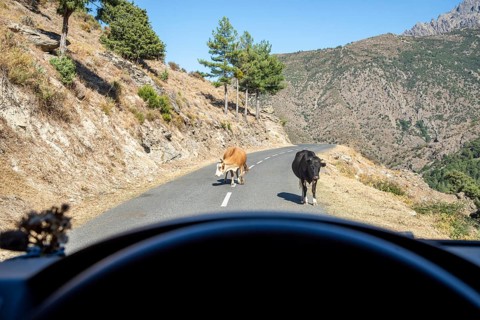 View through the windscreen of cows on a Corsican mountain road