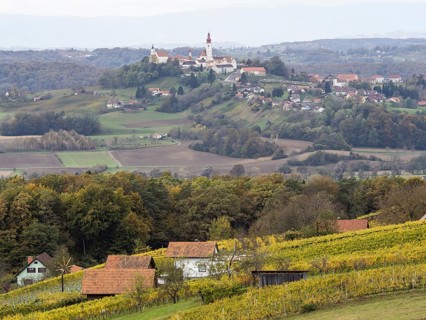 Vineyards in autumn