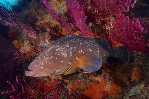 Dusky grouper