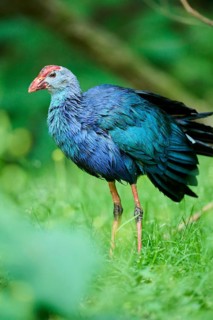 Western swamphen