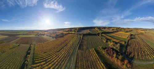 Aerial view of autumn vineyards