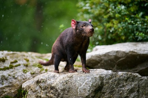 Tasmanian devil