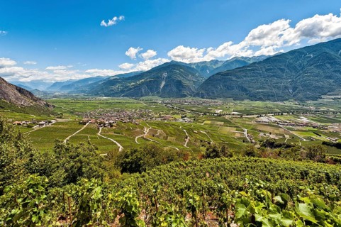 Vines on the steep slopes in Fully