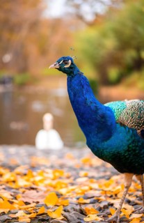 Blue peacock walking in nature next to a lake. Peacocks are large pheasant-type birds