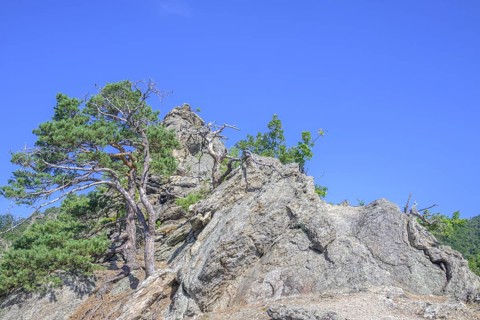 Pines and rock formations on the Vogelbergsteig