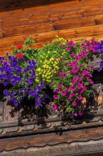 Summer flowers