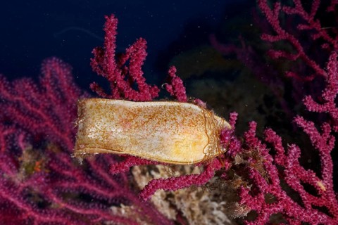 Egg capsule of nursehound