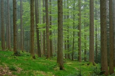 Foggy fir forest with moss-covered ground and natural light