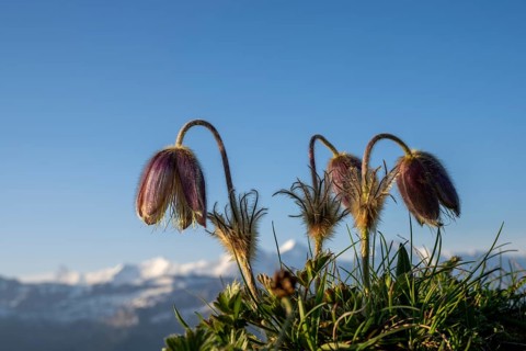 Alpine pasqueflower