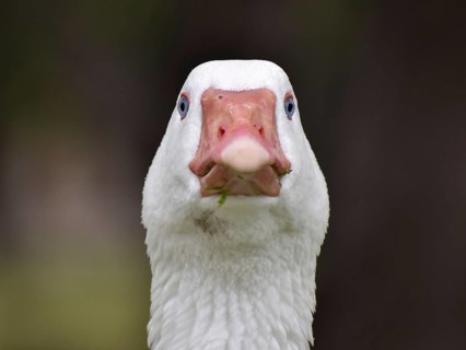 Domestic goose staring into the camera