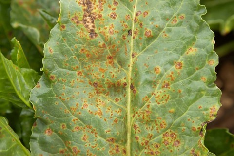 Sugar beet