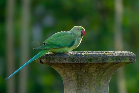 Rose-ringed parakeet