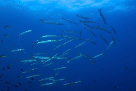 School of fish