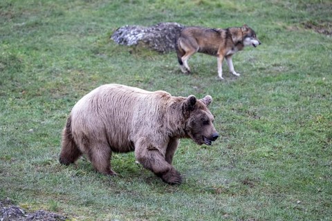 Syrian brown bear