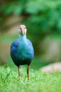 Western swamphen