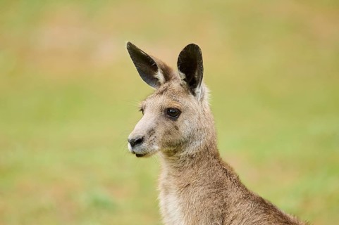 Western grey kangaroo