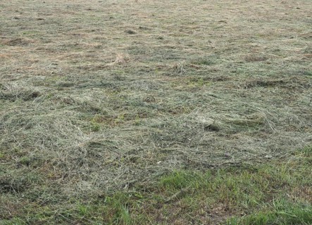 Freshly cut hay