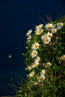White dryad