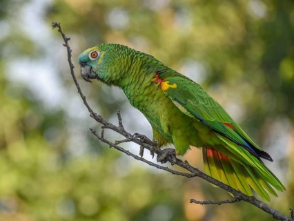 Free-living blue-fronted amazon