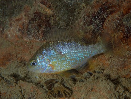 Pumpkinseed sunfish