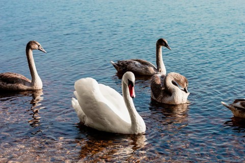 Family of swans swims across the lake in the morning sun. The concept of love