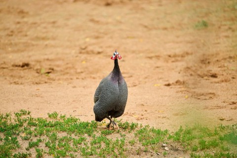Helmeted guineafowl