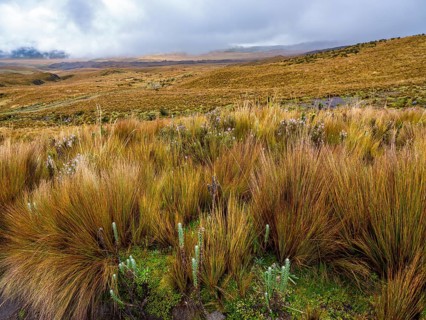 Paramo landscape in Antisana National Park