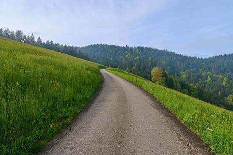 Sunny country road leads between a meadow and a forest in a hilly landscape
