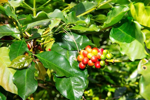 Coffee bushes in the Blue Mountains