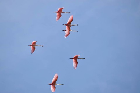 Several roseate spoonbill