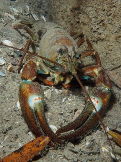 Signal crayfish