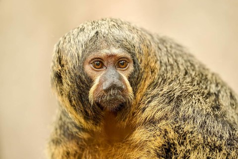 White-faced saki
