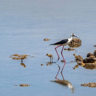 Baby black-winged Stilt