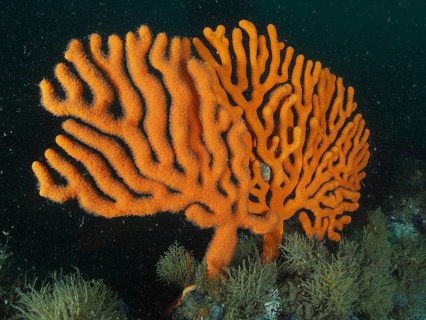 Sinus sea fan
