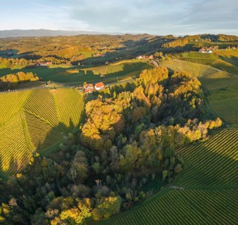 Aerial view of vineyards in the morning light